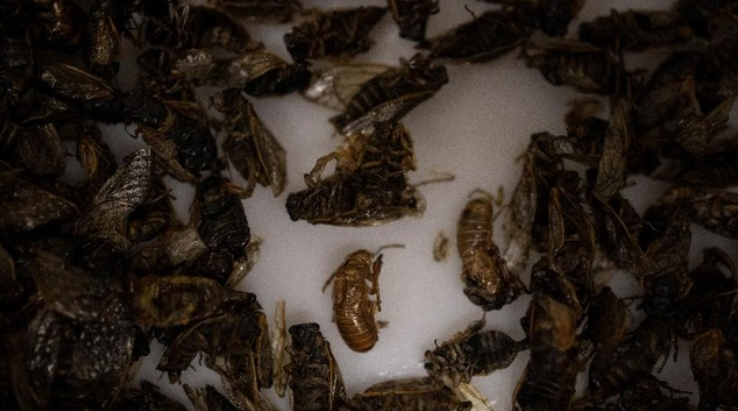 Krisis Iklim Bikin Serangga Kena ‘Resesi’ Seks