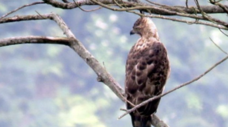 Apakah Burung Garuda Benar-benar Ada?