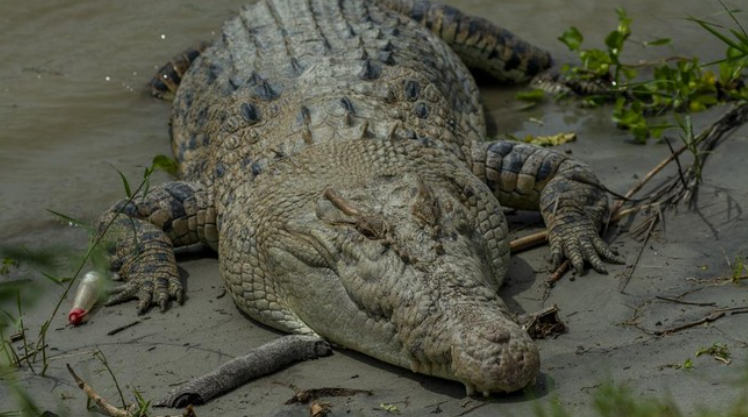 Serangan Buaya di Indonesia Tertinggi di Dunia, Ini penyebabnya