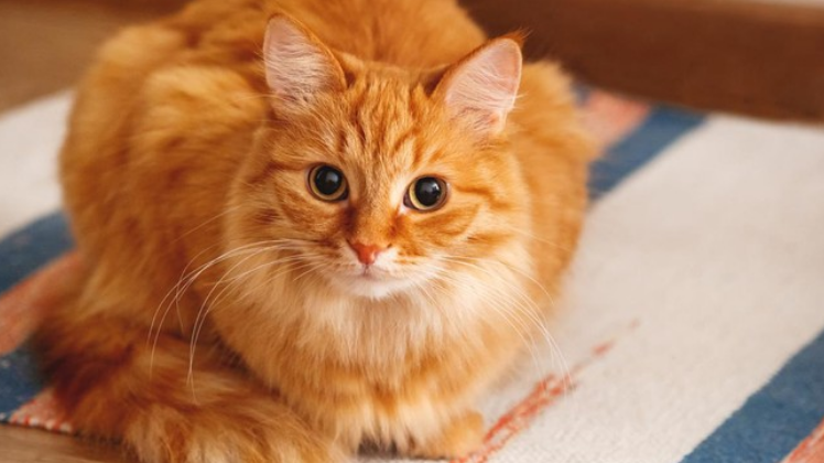 Kucing Oren Dianggap Nakal, Mitos Atau Fakta? Ini Kata Pakar