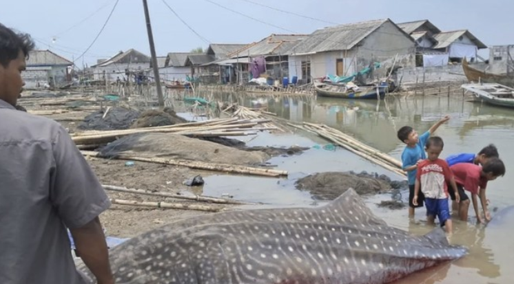 Hiu Paus Berukuran 5 Meter Ditemukan Mati Terdampar di Pesisir Bekasi